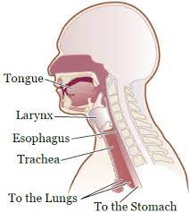 Radiation Therapy To Your Head And Neck What You Need To Know About Swallowing Memorial Sloan Kettering Cancer Center