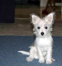 Black And White Maltese Pomeranian Mix Chihuahua Maltese Mix Water Sky Chihuahua Mix Chihuahua Mix Puppies Pomeranian Chihuahua Mix