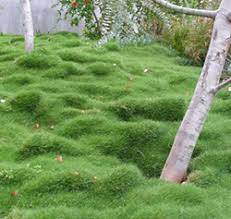 Create beautiful mounds of soft, lush green, finely textured grass. Zoysia Tenuifolia Available In Plant Tiles Plant Tiles Australia