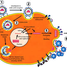 Influenza a virus belongs to the family of orthomyxoviridae. A Schematic Presentation Of Influenza A Virus Life Cycle Adapted With Download Scientific Diagram