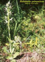 Image result for Habenaria schimperiana
