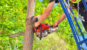 Call on herd's tree service, llc for safe tree removal services, tree trimming, & more. Modesto Tree Service Tree Removal Pruning Planting Stump Grinding