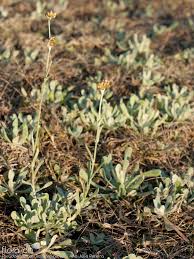 Image result for Pseudognaphalium luteo-album