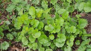 We did not find results for: Identifying And Treating Invasive Species In The Spring Woodland Info
