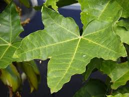 Image result for Aleurites