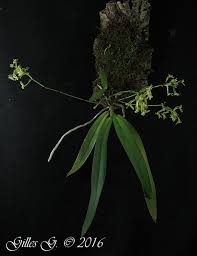 Image result for Angraecopsis parviflora