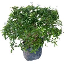 Image result for Tabernaemontana odoratissima