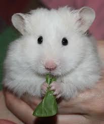 Black And White Syrian Hamster For Sale Utterlycute Com Cute Animals Cute Hamsters Hamster