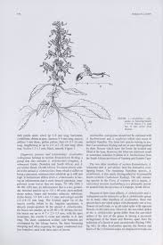 Image result for Aeollanthus neglectus