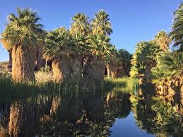 Image result for Washingtonia filifera