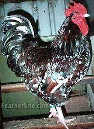 We did not find results for: Speckled Sussex Rooster Lustige Haustiere Hinterhofhuhner Haustiere