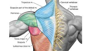 Anatomical illustrations and diagrams of the spine (cervical, dorsal and lumbar) and back: Not So Gross Anatomy Lats Upper Back B3 Wellness