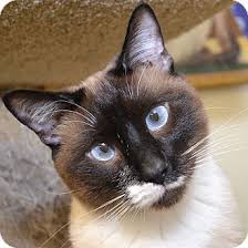 Special Needs Going Blind Siamese Cat For Adoption In Independence Missouri Sir Keller Cat Adoption Animals Pets