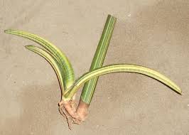 Image result for Sansevieria pearsonii