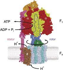 Maybe you would like to learn more about one of these? A Structure Based Model For The Synthesis And Hydrolysis Of Atp By F1 Atpase Cell