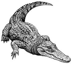 Evolution Of Crocodiles Timeline Preceden