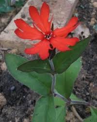 Image result for Coleus calycinus