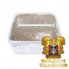 Other 'shrooms golden teacher psilocybin first appeared on the scene back in the 1980s. Order Psilocybe Cubensis Golden Teacher Mushroom Growkit Online Next Level Smartshop Webshop