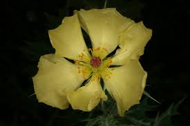 Image result for Argemone mexicana