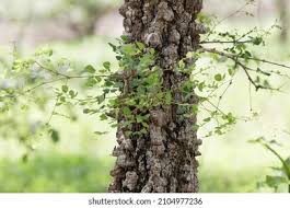 Image result for Acacia nigrescens