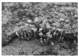 Image result for Gomphocarpus tenuifolius