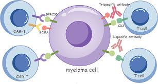 BCMA CAR-T and GPRC5D CAR-T attack different surface antigens on myeloma plasma cells — China's centers offer both, including GPRC5D for patients who have already received BCMA-directed therapy.