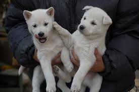 Find kai ken puppies for sale or stud service near you using your zip code or postal code. Japanese Dog Breeds And How To Get Them