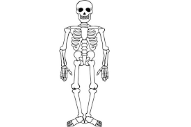 Drawing Skeleton Easy Realistic Head And Step By Step Skeleton Drawings Skeleton Art Drawing Skeleton Drawing Easy