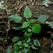 Image result for Parietaria debilis