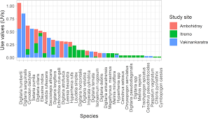 Image result for Digitaria pseudodiagonalis