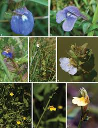 Image result for Mesanthemum africanum