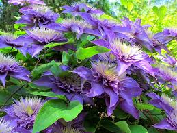 Maybe you would like to learn more about one of these? How To Take Cuttings From Clematis The Garden Of Eaden