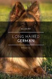 Long Haired German Shepherd Puppies German Shepherd Puppies German Shepherd Dogs Shepherd Puppies