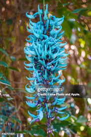 Image result for Strongylodon macrobotrys