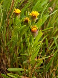 Image result for Hypericophyllum elatum