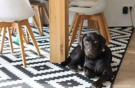 Hierbei kann der hund natürlich unbeabsichtigt schaden anrichten. Castlemaker Food Lifestyle Magazin Furbo Hundekamera Hund Alleine Lassen Tipps Beschaftigung Castlemaker Food Lifestyle Magazin