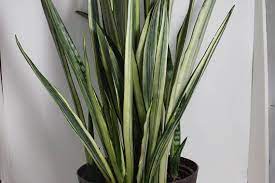 But snake plant varieties are resilient to wear and tear and make some of the best indoor options you have for the snake plant is a decorative indoor plant so resistant and resilient thriving on neglect. Sansevieria Bantel S Sensation White Sansevieria Grows To Etsy Sansevieria Variegated Snake Plant Snake Plant