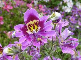 Giglio di rospo (tricyrtis spp.) pianta erbacea perenne, bulbosa appartenente alla famiglia quest'orchidea gialla è un regalo che non può lasciare indifferenti, ideale per donare luminosità agli spazi più bui. Un Fiore Che Sembra Un Orchidea Un Nome E Una Foto Varieta Di Orchidee Fiori Insoliti