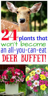 Check spelling or type a new query. Deer Resistant Perennials Stop Planting All You Can Eat Garden Buffets Deer Resistant Perennials Deer Resistant Landscaping Deer Resistant Garden