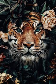 Order Tiger Jungle Poster Order Tiger Jungle Poster Animalb Order Tiger Jungle Poster Order Tiger Ju 2020 Hayvan Fotografciligi Hayvanlar Hayvan