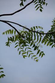 Image result for Kirkiaceae