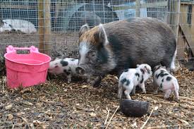 Kavee's mission is to create great c&c cages and fleece liners to offer the best habitats to guinea pigs and pet rabbits. Micro Miniature Pigs For Sale Uk The Pig Father