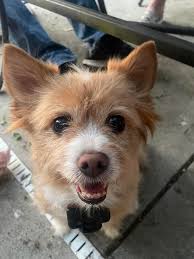 Found small doe in Gardner Rd area, seeking owner