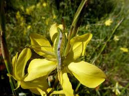 Image result for Moraea verdickii