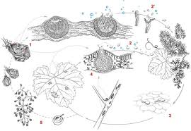 Image result for Pseudopeziza tracheiphila