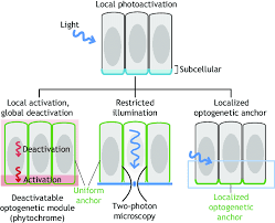 Glucose, sodium ions, hydrogen ions. Subcellular Optogenetics Three Different Approaches Have Been So Far Download Scientific Diagram