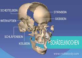 Kenntnis Der Skelettanatomie Achsenskelett