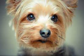 8 Cute Ways Yorkies Show Affection Family Pet Planet