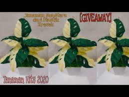 Giveaway Diy Tanaman Monstera Obliqua Janda Bolong Dari Plastik Kresek How To Make Monstera Plant Youtub Flores Artesanato Monstera Ideias Para Artesanato