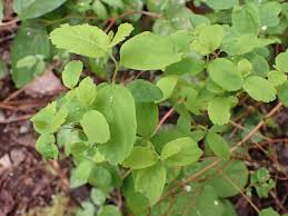 Image result for Spiraea douglasii